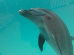 沖縄ひとり旅　～青と碧と笑いに癒される旅～　④美ら海水族館・おんなの駅編