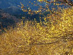 長瀞/宝登山　西ろうばい園は5分咲き　☆黄透明色が青空に映え