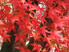 2010紅葉【万博日本庭園＆久安寺＆北千里・三色彩道】