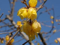 小さな旅　小手指・北野の節分・立春の花/ミニかまくら　 Flowers on starting day of spring in Kotesashi/Kitano