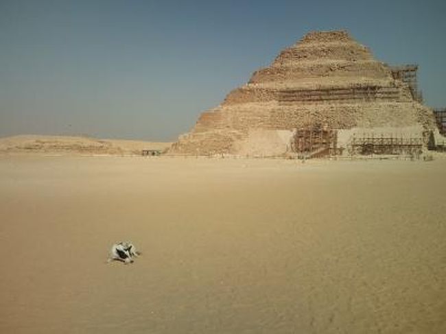 観光三日目。<br />本日は私めもオプションに参加いたします。<br />行き先はメンフィスとサッカーラでございます。<br />メンフィスは古代エジプト王朝の都。<br />サッカーラはそのメンフィスのネクロポリスだったのだとか。<br />上下エジプトを統一してメンフィスに都が置かれたのが紀元前3150年頃。<br />ギザの三大ピラミッドが造られた時代より約600年、<br />ツタンカーメン王の時代より1800年ほど昔になるそうです。