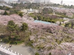 途中下車☆お花見の旅　大阪⇔北陸　②長浜桜の絨毯＆敦賀