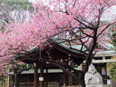 荏原神社の寒緋桜がそろそろ見ごろかなと出かけるも・・・・