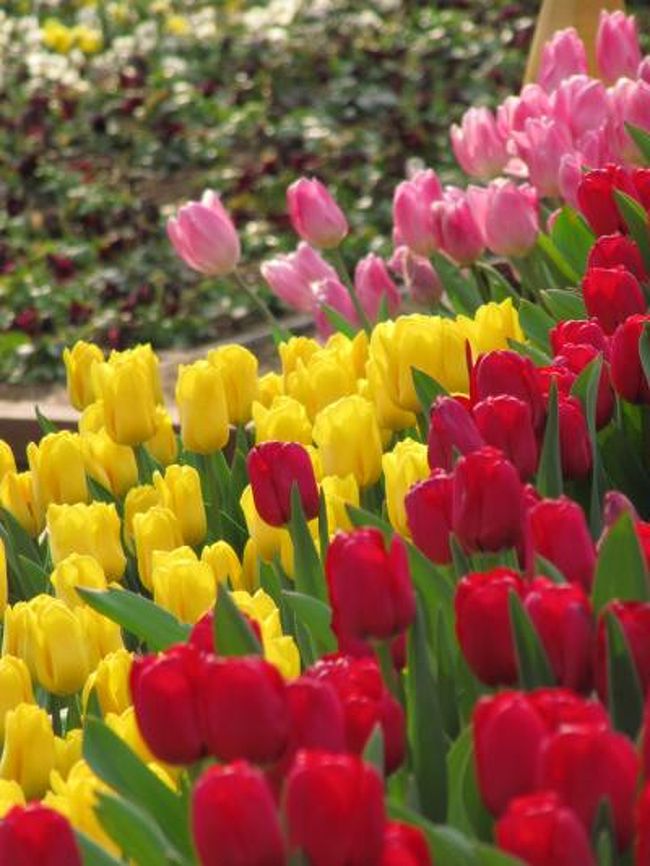 今度こそ 森林公園の冬のチューリップ 11年森林公園めぐりの幕開け 前編 東松山 埼玉県 の旅行記 ブログ By まみさん フォートラベル