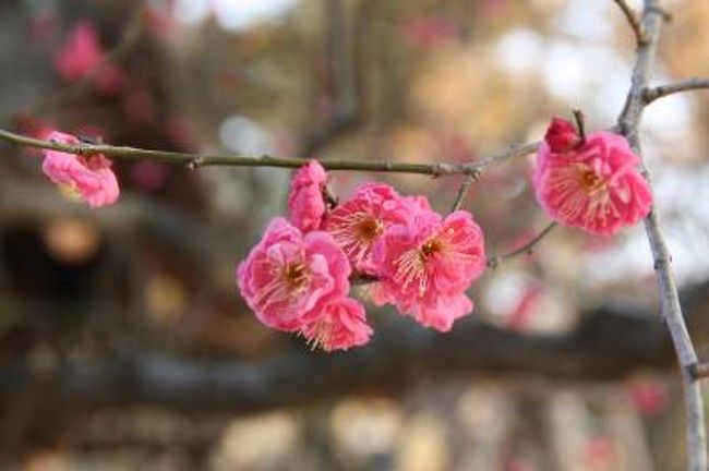 今年の京都は大雪でした。<br />2月4日は暦の上では立春。春が待ちきれなくて、まだ早いかなあと思いながら北野天満宮を訪ねました。<br />境内の紅梅が咲き始めていました。白梅は咲いているものもありました。梅園はまだ蕾が堅い状態でした。<br />ついでに京都御苑にも行ってみましたが、ここは紅梅が1本やっと咲き始めていました。<br />府立植物園の梅林も咲き始めている木もありましたがまだまだこれからです。