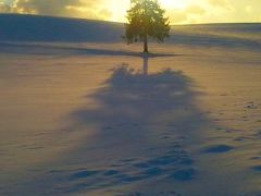 2011/2　美瑛の雪景色　その１　…丘の樹々が輝く時間