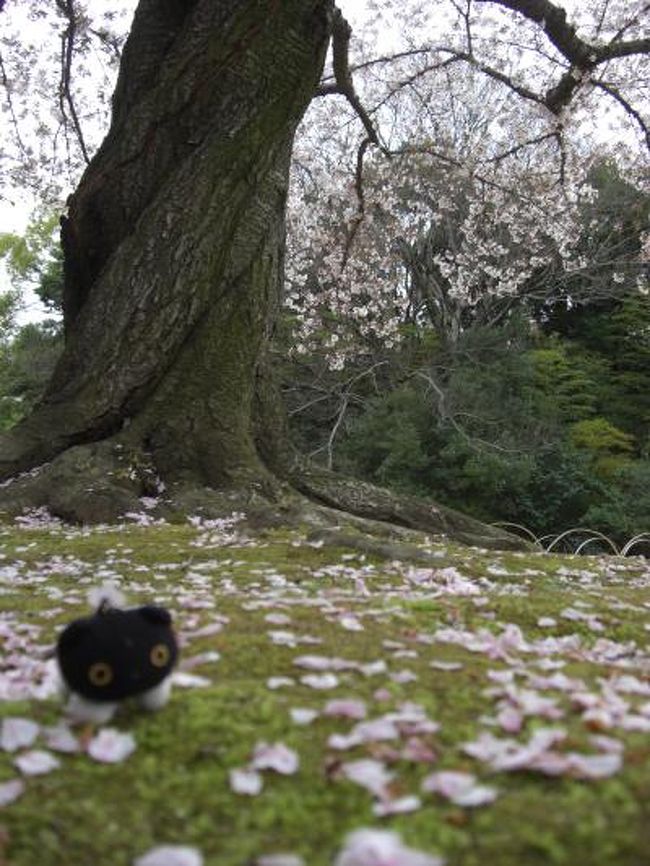 岡山のおばあちゃん家へご挨拶ついでに旅行<br /><br />岡山城付近では桜が綺麗に咲いていました♪<br /><br />夕方から倉敷散策して「倉敷庭園旅館　備後屋」さんで一泊<br /><br />温泉ではないけれど、大きな檜風呂に入ってのんびりできました〜<br /><br />翌日はフェリーで直島に行き猫を探しました☆