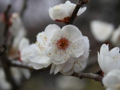 2011年如月　梅は咲いたか、桜は、まだかいな～（熱海梅園）