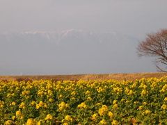 琵琶湖の冬に咲く菜の花