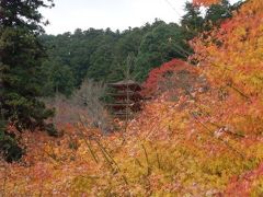 ☆ 長谷寺 ｉｎ 奈良 ☆