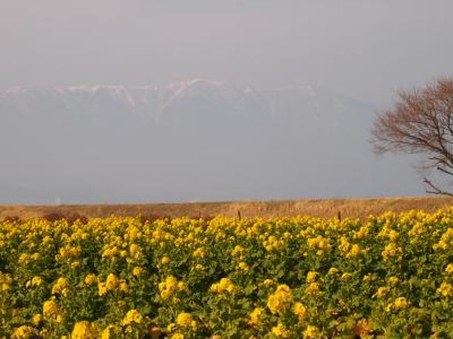 滋賀県守山市の第1なぎさの公園に約12000本の早咲きの菜の花(カンザキハナ)を暖かい陽気に誘われて観に出か けました。これが大失敗の連続 電車バスを利用するのでしたら湖西線の堅田駅経由がバスの運賃も安いし時間も早いですよ 堅田駅からバスラフォーレ琵琶湖行第1なぎさの公園行 バス停を降りてすぐです。