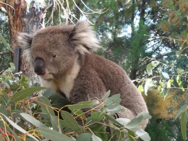 ９回目の海外旅行は、エアーズロック、カタジュタ、キングスキャニオン、アリススプリングス、パース、アデレード旅行です。<br />成田とシンガポールの往復はデルタ航空のマイレージ使用、レンタカーやLCC、大陸横断鉄道を利用し通常一人２０万ぐらいかかるエアーズロック旅行を９泊１０日で１３万ぐらいに押さえたエコノミー旅行です。<br /><br />コアラタッチ、ウォンバット抱っこ<br /><br />写真付の記事を移転するのが大変なので写真付の記事はこちらを参照してください<br />http://lets-business-class.blogspot.com/2011/02/blog-post_6013.html