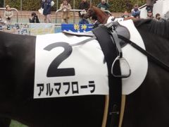 心優しい女神と名付けられた馬　千葉・中山競馬場