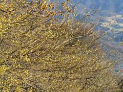 大安吉日、ちょっと早めの長瀞・宝登山のロウバイ詣2011（3）４分咲きでも見ごたえあった東ロウバイ園と福寿草とマンサクとウメ
