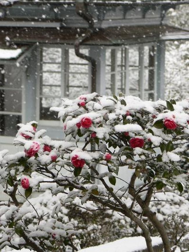 今年の冬は九州も寒〜い。雪の降る日も例年より多いです。<br />でも、休みの日にちょうど降るとは限らないので、なかなか雪景色を撮る機会がありませんでした。<br />1月最後の日曜日の朝、目が覚めたら雪が降っていたのでグラバー園へ出掛けてきました。