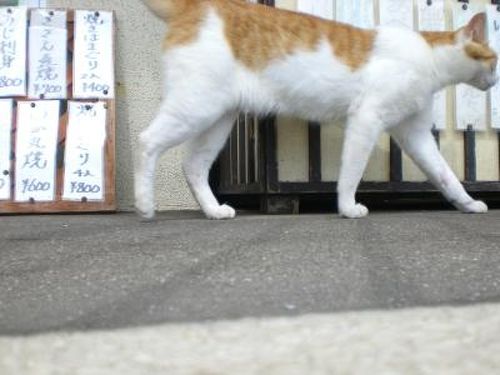湘南・鎌倉をぶらぶらする4日間 （江ノ島と江ノ電らへん
