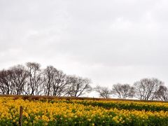 2011 守山の早咲き菜の花