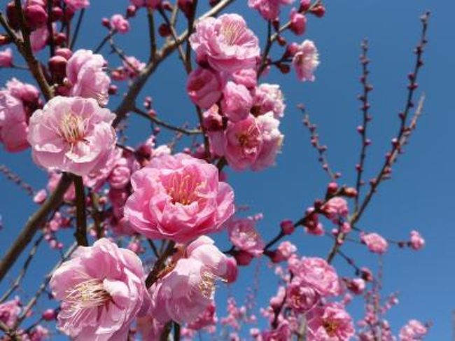 明日2月13日から、知多市の佐布里池（そうりいけ）で第20回梅まつりが開催される<br />一日早く、ひと足早い春をみつけに行ってきました。<br />4600本の梅林、春はまだまだ先でした〜^_^;<br />