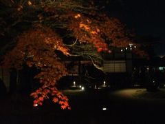 運命の最終節と紅葉の京都を訪ねて【その４】夜の紅葉を楽しむ