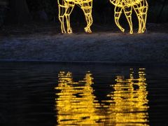 名古屋市　ランの館　ウィンターイルミネーション