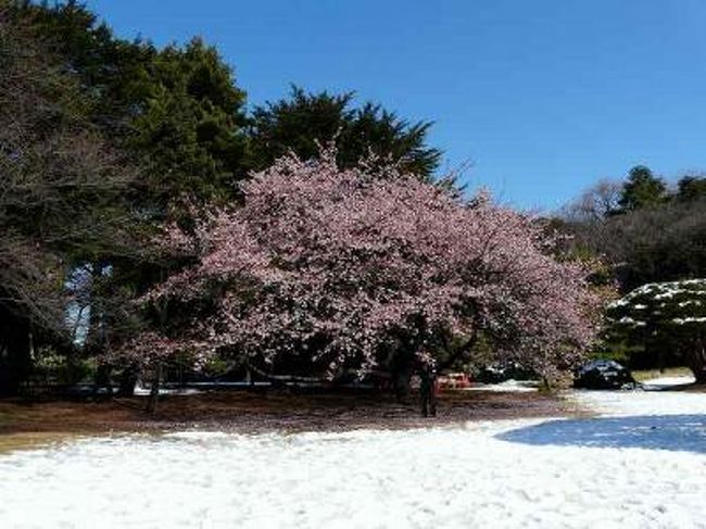 新宿御苑の寒桜が満開だというので出かけてみました 新宿 東京 の旅行記 ブログ By Yo Haiさん フォートラベル