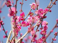 伊豆☆温泉でまったり＆梅の花を観賞♪