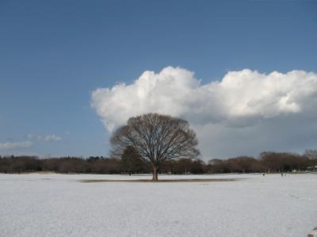 今年初めての昭和記念公園は、青空の下の雪景色でした。<br /><br />ここ数年四季の花々を楽しみに通っている昭和記念公園ですが、冬に訪れるのは初めて。<br />初めての冬に雪のプレゼントでした。<br /><br /><br />☆同じ15日の午前中に昭和記念公園にいらしたもろずみさんの旅行記です。12日に雪降る中、昭和記念公園で撮影された日の写真も載っています。題して&quot;スノー・パラダイス&quot;<br />http://4travel.jp/traveler/weekendwalker/album/10546233/<br /><br />★やはり同じ15日の午前から午後まで昭和記念公園にいらした唐辛子婆さんの旅行記です。物語っぽい写真がいっぱい&quot;わーい雪だ&quot;<br />http://4travel.jp/traveler/tougarashibaba/album/10546821/