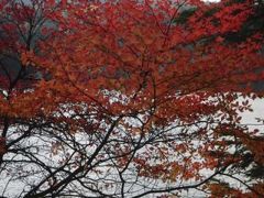 蓼科白駒の池の紅葉