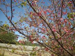 ドミニカ共和国・コンスタンサの桜