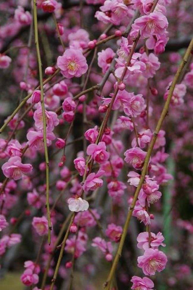 寒かった東京も少しずつ暖かくなってきて、久々に春の花を撮ってみたくなってきました。ちょうど1月30日〜3月6日は地元の亀戸天神で「梅祭り」が行われているので、知人を誘い行ってみることにしました。ホームページでは八分咲きとのこと。<br />http://www.kameidotenjin.or.jp<br />そしてランチは亀戸の名物をいただくことにしました。
