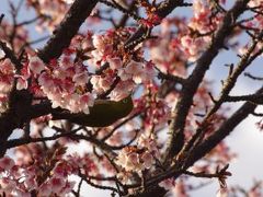 2011 桜日記 第１弾  熱海桜 編