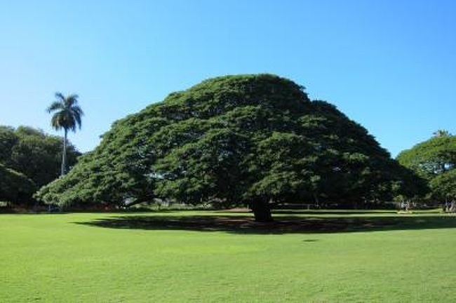 今回の旅はJALのマイレージが溜まり、旦那と2人で56,000マイルで渡ハできました。 <br />お宿は「シェラトン　ワイキキ」 <br />マイルで行くのでトロリーやら空港送迎はないのでフルでレンタカーを活用しました。 <br /><br />1日目 <br />会社を定時で退社し、車で成田空港へ。 <br />今回は父からサクララウンジクーポンをもらい快適な空港時間を過ごしました。 <br />今回は3人席を2人で使えるラッキーな往路。しかし、ほぼ徹夜でハワイ到着 <br /><br />レンタカーでワイケレのアウトレットへ。 <br />6月との違いは中国人の多さ！レジには並ばない、英語は通じない。 <br />あり得ない悪態。。。チャイナのパワーに圧倒され何も買わず、ワイキキまでドライブしホテルにチェックイン。 <br />・・・なんと気づいたら夕方の6時まで2人とも寝ていた <br />毎回初日の夜に来るイタリアン「アランチーノ」へ行くことに。 <br /><br />2日目 <br />2人の睡眠欲はまだ続き11時に起床・・・。<br />お昼過ぎにハワイウェディングでお世話になったコンシェルジュさんに会いに行く。 楽しい時間を過ごす。<br /><br />もやさまで有名になった「ハワイ出雲大社」へ向かう。 <br />ぬしかんさんはお仕事中だったので、縁結びのお守りをお土産に買う。<br />アド街ランクインの「OTTO Cake」というチーズケーキ屋さんに寄ってみました。 <br /><br />今回ハワイ5回目ですが、行ったことのなかった「モアナルアガーデン」にやっと行けました。 <br />「この木なんの木気になる木～」って日立のCMのヤツですね。 <br />日本人ばっかりの観光名所。でも素敵な公園でした。 <br /><br />夕飯は「Blue Water Shurimp」でガーリックシュリンプを堪能。1人＄12　B級グルメ最高<br /><br />ハワイ旅行記２０１１①へ続く・・・