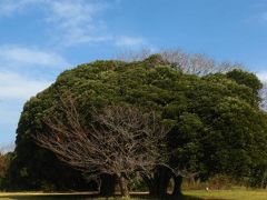 椿咲く=大房岬自然公園=ひと廻り　☆要塞跡がある東京湾の入口