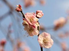 横浜・梅便り：大倉山梅林