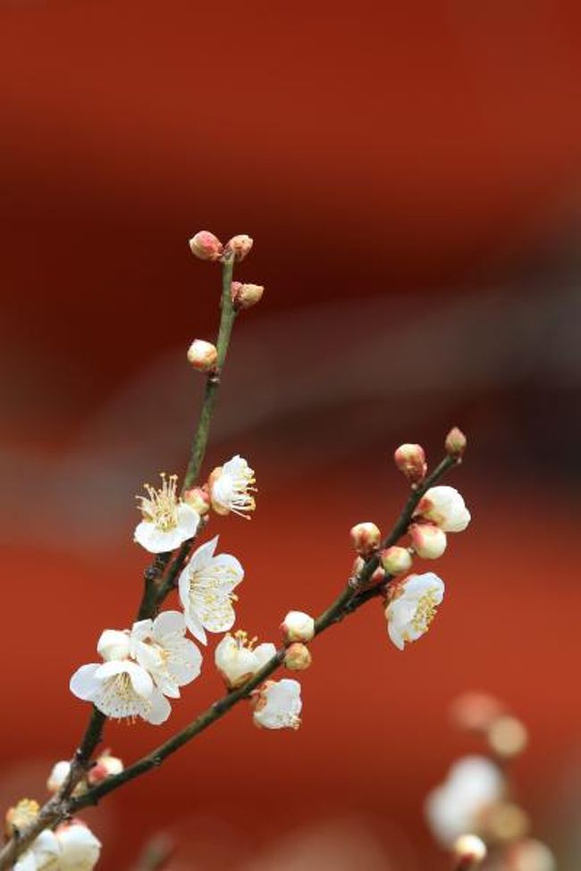 東風吹かば匂ひおこせよ梅の花 主なしとて春を忘るな 北野天満宮 今出川 北大路 北野 京都 の旅行記 ブログ By みにくまさん フォートラベル