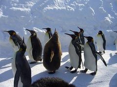 イエローナイフに行ったら旭川は怖くない！というわけで、ペンギンのお散歩を観に行くツアー