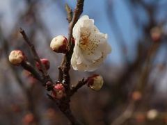 世田谷区　梅が丘　羽根木公園　梅まつり　上