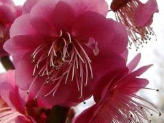 Solitary Journey ［861］ ちょいと梅の花を愛でに♪「花も実もある」という諺は「梅」のことらしいです。＜坂町横浜公園＞広島県坂町