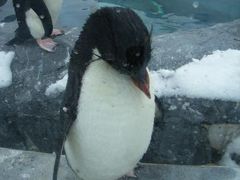旭山動物園へペンギンに会いに+αで札幌