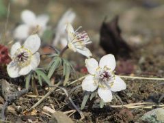 立春の花あふるる青空の昭和記念公園（2）こもれびの里のセツブンソウと雪原と化した（？）花の丘