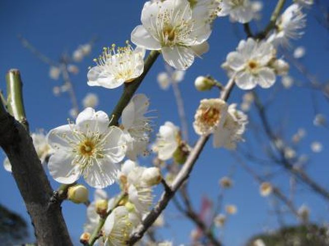 今回のお出かけは、近くも近く隣町の知多市へ。<br />丁度見頃の佐布里池の梅林とその近くの岡田地区を原付で巡りました。<br />