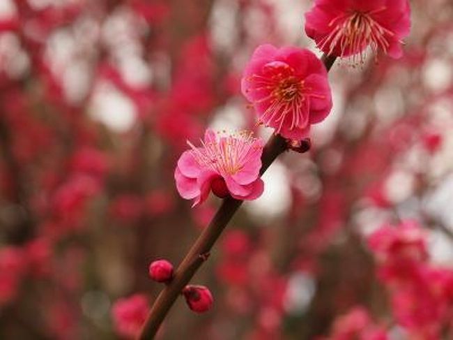 予想外の広さ　賑やかさの羽根木公園　そして　美しい梅の花<br /><br />　来て良かった、、そんな気持ちです。<br /><br />羽根木公園　梅祭り　上<br />http://4travel.jp/traveler/jiiji/album/10547731/<br />羽根木公園　梅祭り　下<br />http://4travel.jp/traveler/jiiji/album/10547815/