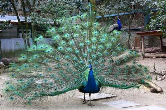 久し振りに動物園に行こうと思い、カメラ片手に東山動物園へ。<br />到着したのが午後だったけどガンガン歩いて、バシバシ撮影してたら、楽しかった時間はあっという間…動物の習性を生かした新しい展示スタイルにすっかり夢中になった。<br /><br />