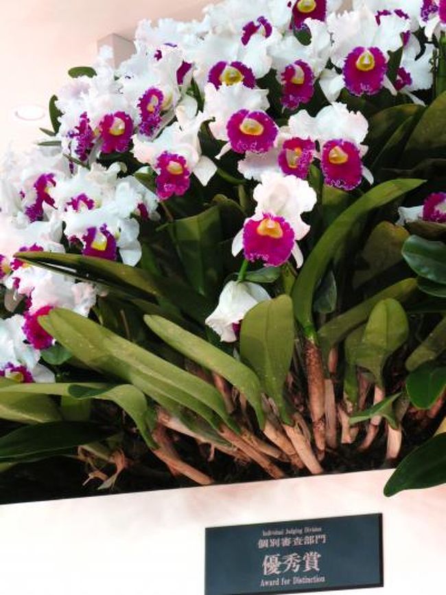 世界らん展日本大賞（Japan Grand Prix・蘭・International Orchid Festival　略称：JGP）は、日本における大規模国際蘭展の代表的存在。<br /><br />【部門1】個別審査部門：洋蘭、東洋蘭、日本の蘭など、あらゆる蘭を対象に花そのものを審査。形態は、鉢物、切り花、葉芸物。この部門の最優秀賞が「日本大賞」となる。<br />選出法：全出品作品のうち41作品がトロフィー賞を受賞。この中から部門賞13作品（日本大賞1・優秀賞1・優良賞1・奨励賞10）が選出される。<br />（フリー百科事典『ウィキペディア（Wikipedia）』より引用）<br /><br />2011年度 上位入賞花<br />日本大賞 The Japan Grand Prix<br />【作品名】セロジネ クリスタータ,ホロレウカ　‘ピュア ホワイト’<br />【氏名】　須和田農園 / 江尻 光一　千葉県市川市<br />. <br />優秀賞 Award for Distinction<br />【作品名】カトレア メロディフェア　‘サチ’<br />【氏名】いわき洋らん園　/　波汐 英次　福島県いわき市<br />. <br />優良賞 Merit Award<br />【作品名】パピリオナンテ テレス，アルバ　‘オオヤマザキ’<br />【氏名】斉藤 正博　　茨城県つくば市<br />(下記より引用)<br /><br />.世界らん展日本大賞については・・<br />　http://www.jgpweb.com/index.php　<br /><br />前回の世界らん展日本大賞の旅行記は・・<br />http://4travel.jp/traveler/maki322/album/10451173/<br />http://4travel.jp/traveler/maki322/album/10451175/　など<br /><br />