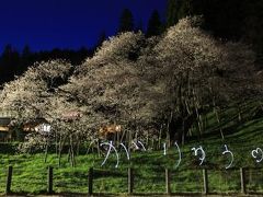 臥龍桜のライトアップとライティングアート　?　　/岐阜県高山市