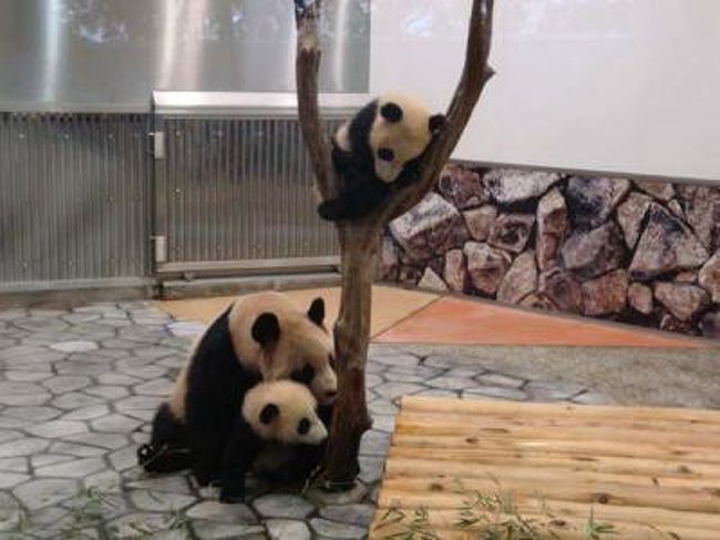 南紀白浜の旅 今しか見られない ふたごの赤ちゃんパンダ母子の3ショット 南紀白浜 和歌山県 の旅行記 ブログ By あーや パンダ さん フォートラベル