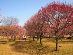 越谷梅林公園2011