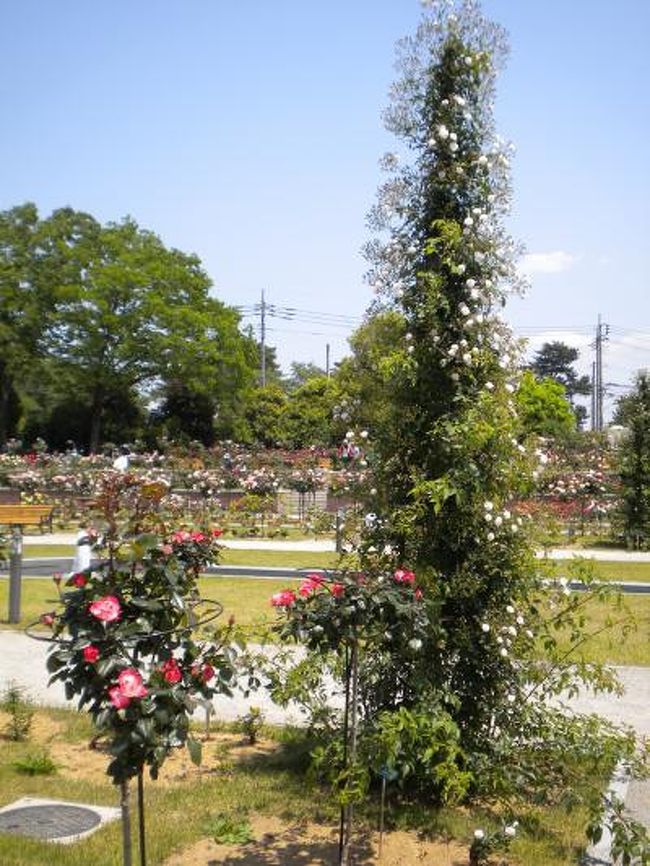敷島公園ばら園へ薔薇を見に行きました。<br />