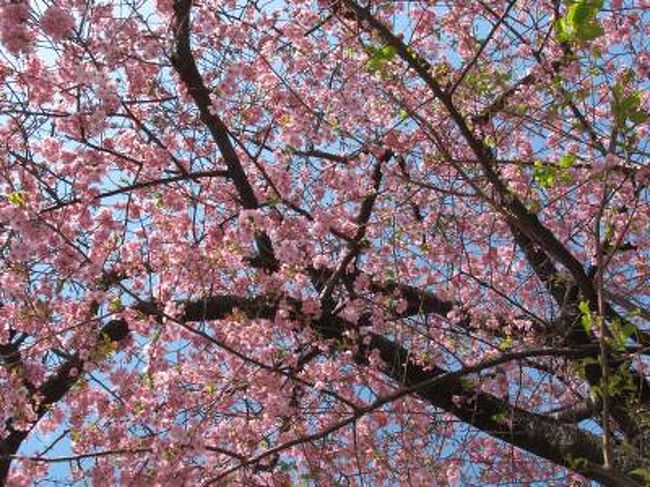 (表紙は河津桜原木から）<br /><br />河津桜2.25　　熱海梅園2.26　　　　　　　悠遊人<br /><br />　今年の桜見学は早咲きで有名な河津桜から始まります。<br />天気図を睨めながら、開花情報聞きながら本日に決定。<br />10:17現地着。もちろん天気はよかったが、風が強かった。<br />花は5分咲きを予想していたが、今日の陽気ですでに7-8分咲き。<br />春一番、満開である。<br />河津川沿いの桜並木は、すでにオバチャマ主体の団体さんでいっぱいだ。<br /><br />　見逃せないのは河津桜の原木だ。<br />poweristとしてはこの木に触らないと来た意味が無い。<br />この木は地元の「飯田勝美」氏が偶然近くで見つけた早咲きのピンクの子桜を大事に育て、現在のように広めたもの。早咲きのオオシマ桜とヒガン系桜の自然交配種らしいが、この地域の地熱による暖かさの影響もあると睨んでいる。<br />近くには日本一の間欠泉を持つ峰温泉があるのだ。<br /><br />　3時間も歩いては、やっと見つけた寿司屋に入り、まずはビールと金目で乾杯！　これぞほんうとの春です、迎春、花迎春！<br />気分のいいところで今日は早めに切り上げ、いつもの熱川温泉へ。(泊）<br /><br />・今日は梅　明日は桜と花渡り　　　　＜ｳｸﾞｲｽ＞<br />・花見より世間話に花が咲く　　　　　＜花咲ｼﾞｼﾞｲ＞　<br />・白鳥も手足をのばす春の川　　　　　＜今日小町＞<br />・春一番さくら観るのは姥ザクラ　　　＜悠遊人＞<br /><br />2.26　熱海梅園に向かう。<br /><br />もちろん今日もいい天気。風もある。<br />来宮駅から歩いて10分。入園料\300。熱海に泊まれば\100だと。<br />今なら園内の彫刻家澤田政廣記念美術館の入場料が無料です。<br />さらに園内には作曲家中山晋平の別荘が移築されていたり、なぜか韓国庭園がある。<br /><br />白梅や紅梅、そのなかでもいろんな種があるようだが、桜ほどの華やかさやハデさはない。<br />まずは梅を観て、次に桜に向かうべきだったかと思う。<br />物事には順序があるのだ。<br /><br />予算：旅館1泊2食＋交通費JRで約13,000ほど<br /><br />　来週は動乱の中東：カタール、ヨルダン、シリアに向かう。<br />いま行かねば二度と行けないとの想いをもって・・・<br /><br />・ヨルダンに行こうと問えば冗談(JORDAN)と<br />　　語る（カタール)君なぞ知りあ(シリア)せん　＜非戦場のｶﾒﾗﾏﾝ＞