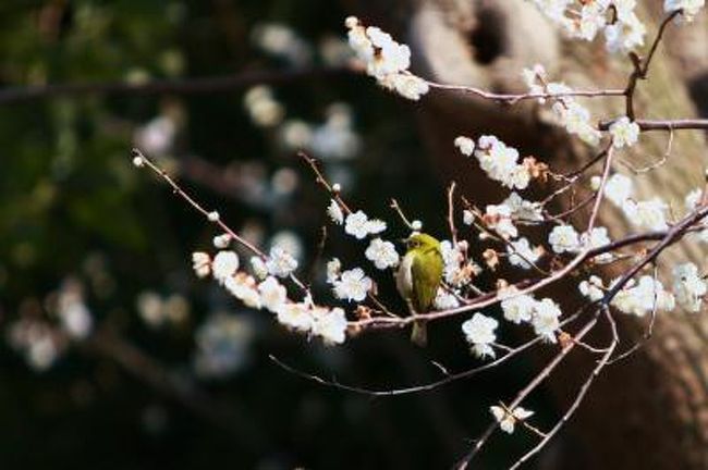 もうすぐ春ですね♪<br />今年の梅も大田区の池上梅園です。<br />